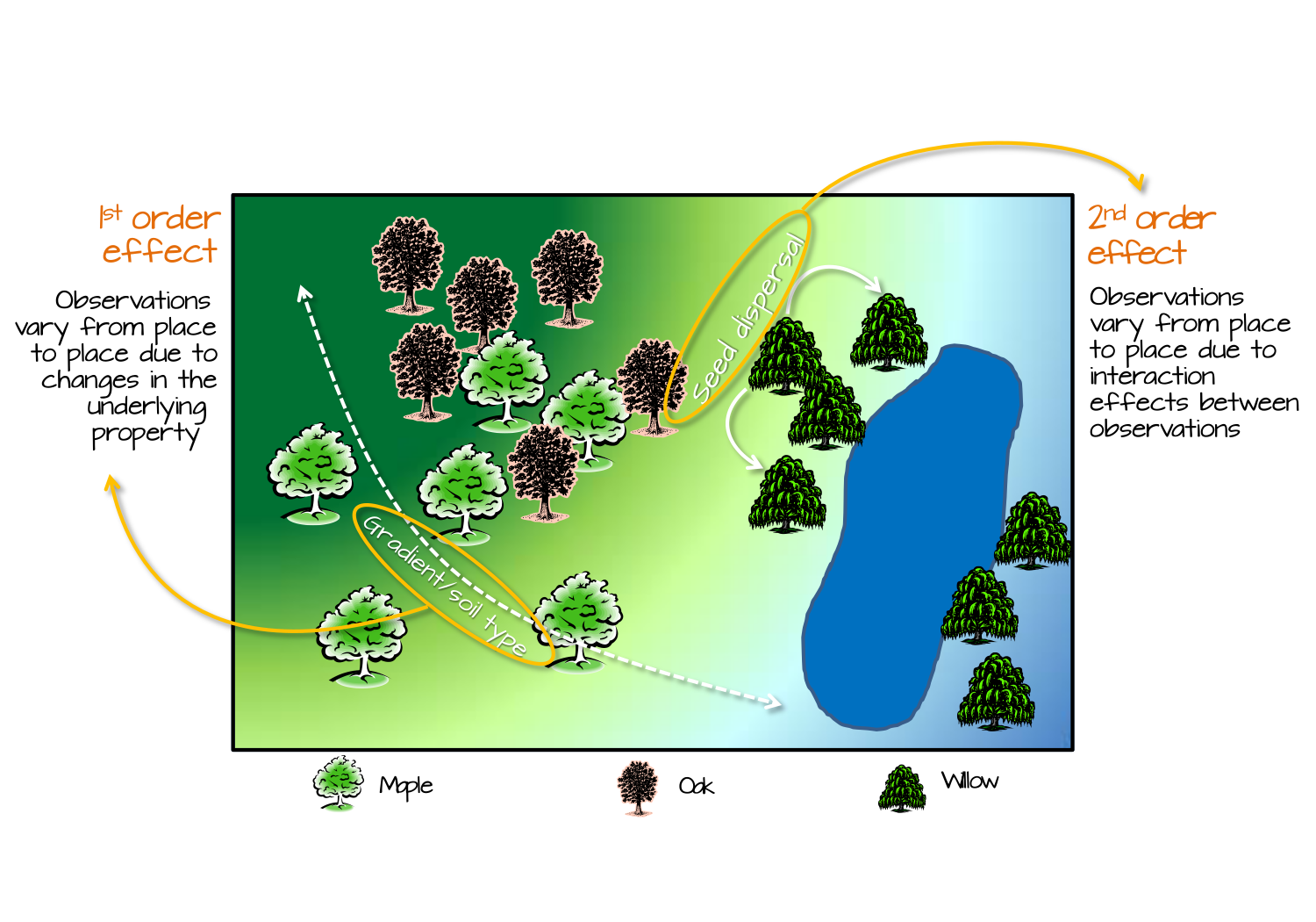 Tree distribution can be influenced by 1^st^ order effects such as elevation gradient or spatial distribution of soil characteristics; this, in turn, changes the tree density distribution across the study area. Tree distribution can also be influenced by 2^nd^ order effects such as seed dispersal processes where the process is independent of location and, instead, dependent on the presence of other trees.